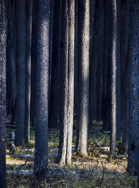 Canadian Pine