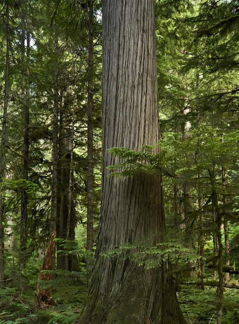Canadian Red Cedar