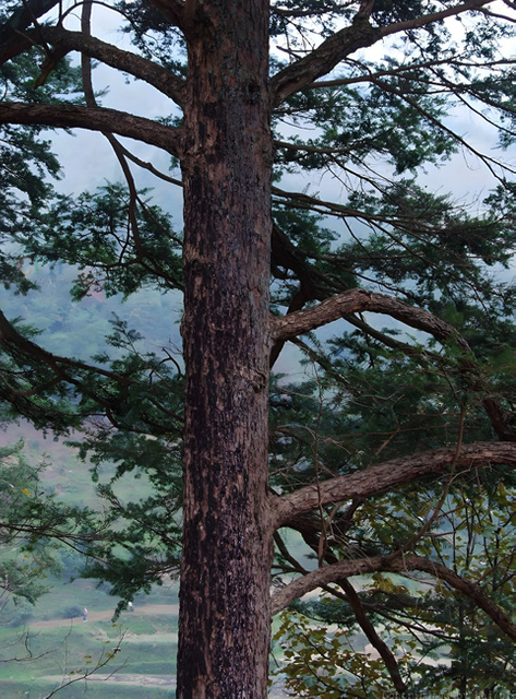 Canadian Hemlock